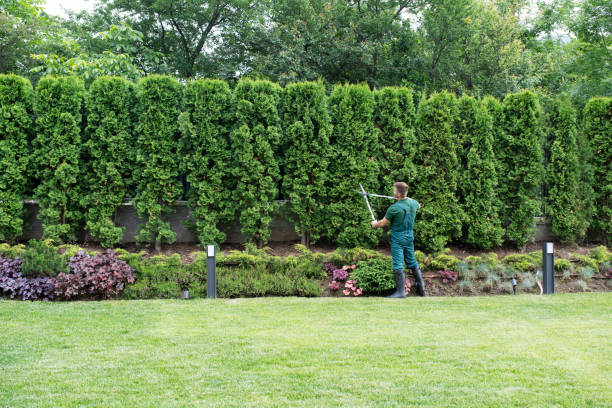 Best Tree Mulching  in Leesburg, VA